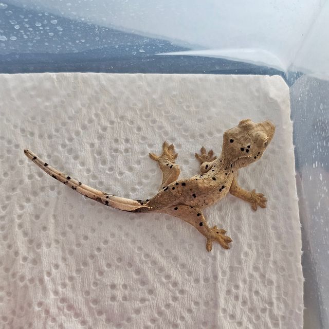 슈퍼달마시안