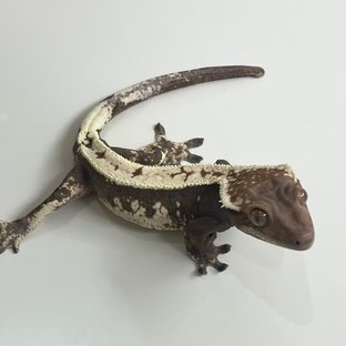 세이블
