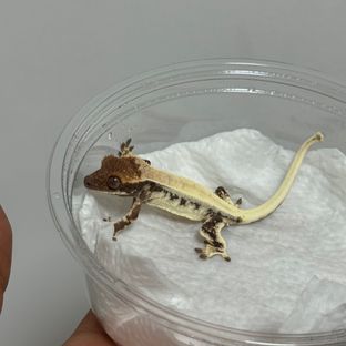 릴리 세이블