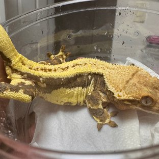 릴리화이트 크림