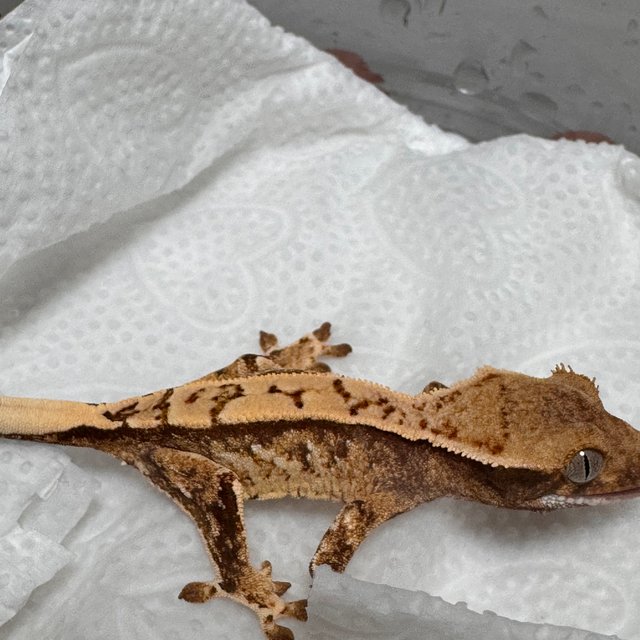 노멀 화이트스팟