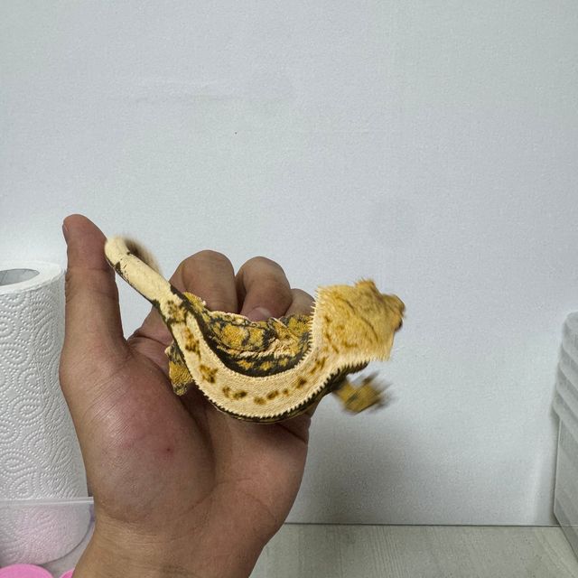 노멀 바브