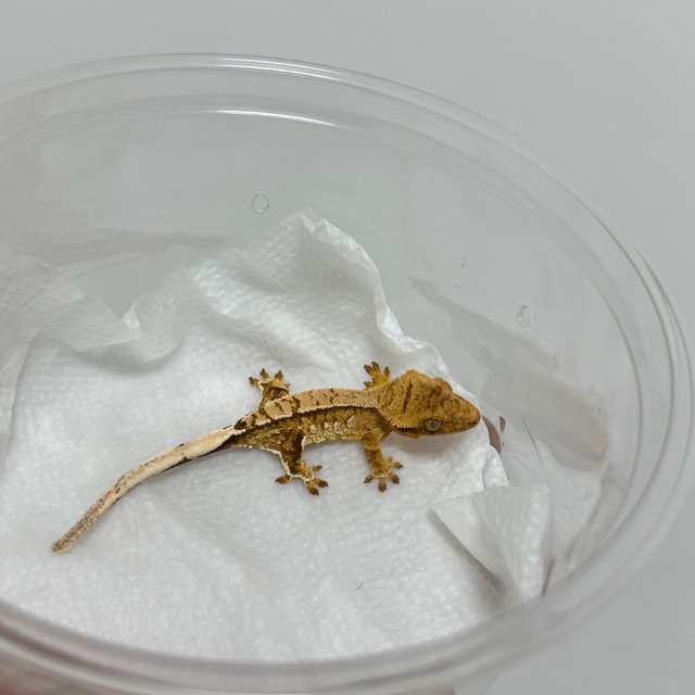 노멀 화이트포트홀 크림시클