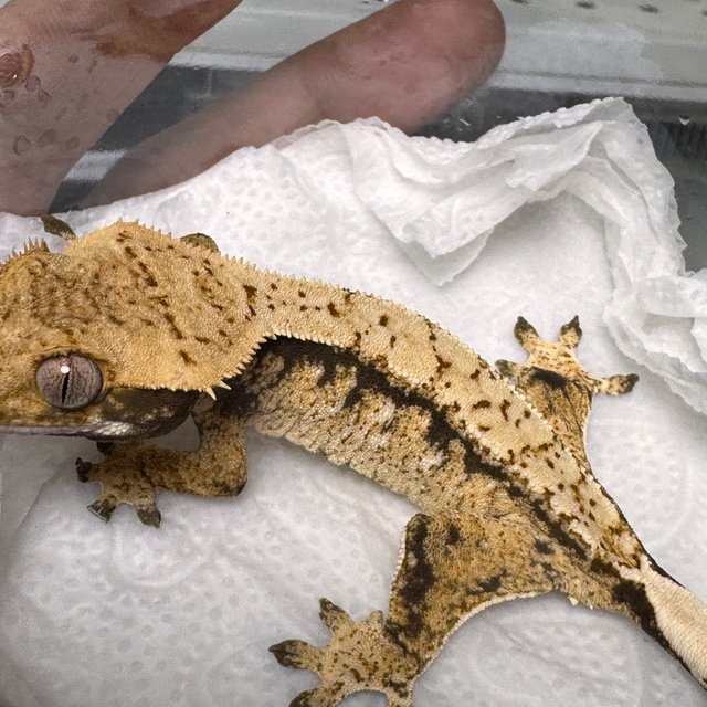 노멀 드리피 화이트스팟