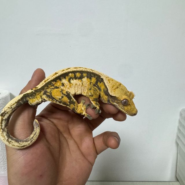노멀 바브