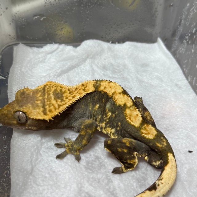 노멀 100%헷아잔틱