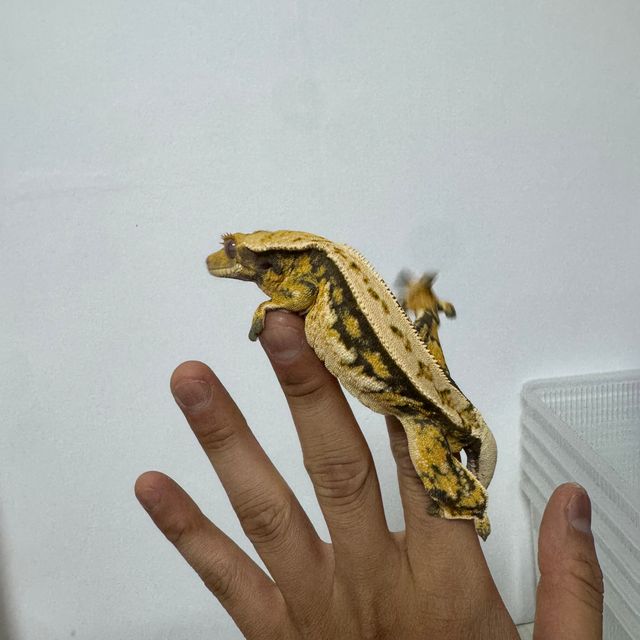 노멀 바브