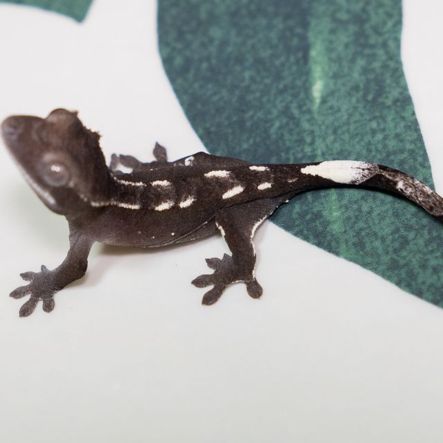 아잔틱