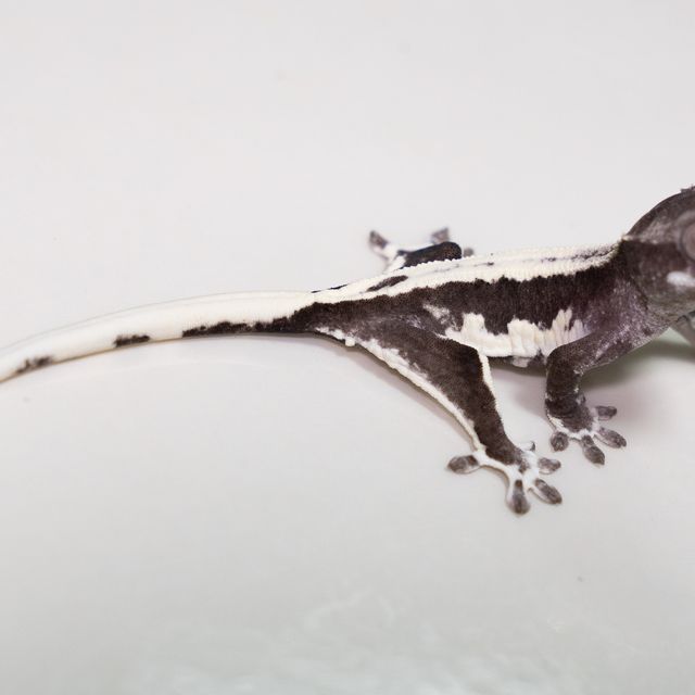 릴잔틱