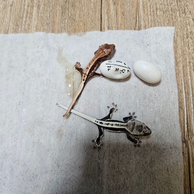릴잔틱