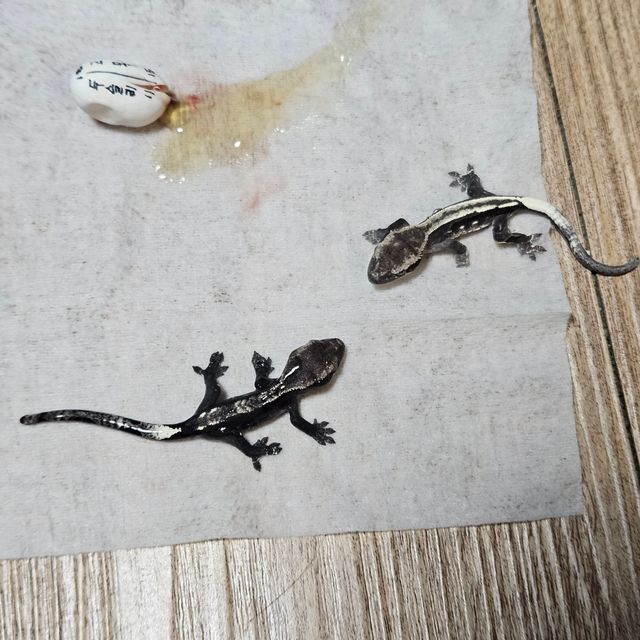 아잔틱