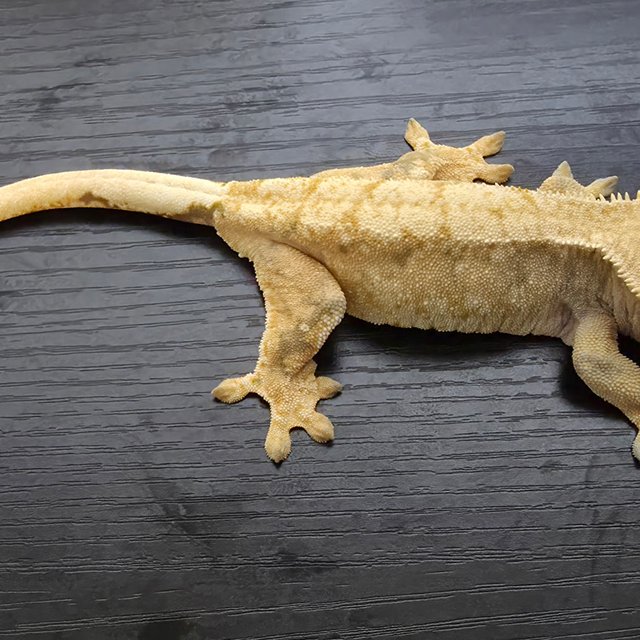 트라이 익스트림할리퀸