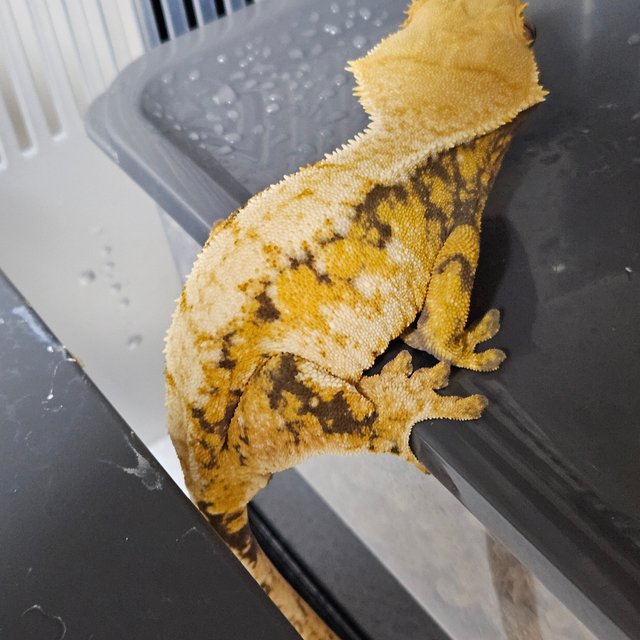 트라이 익스트림할리퀸