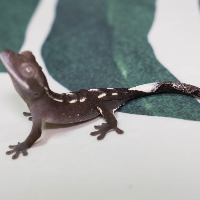 아잔틱