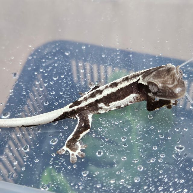 릴잔틱