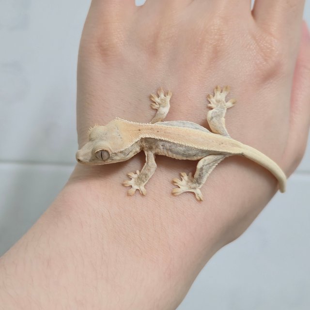 릴리화이트 풀핀