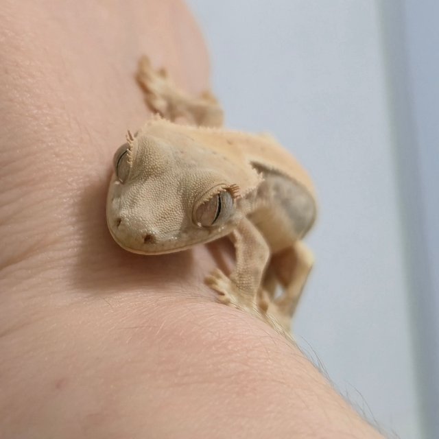 릴리화이트 풀핀