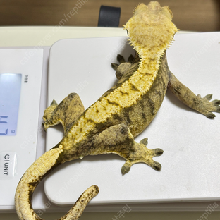 노멀 익스트림할리퀸 타이거