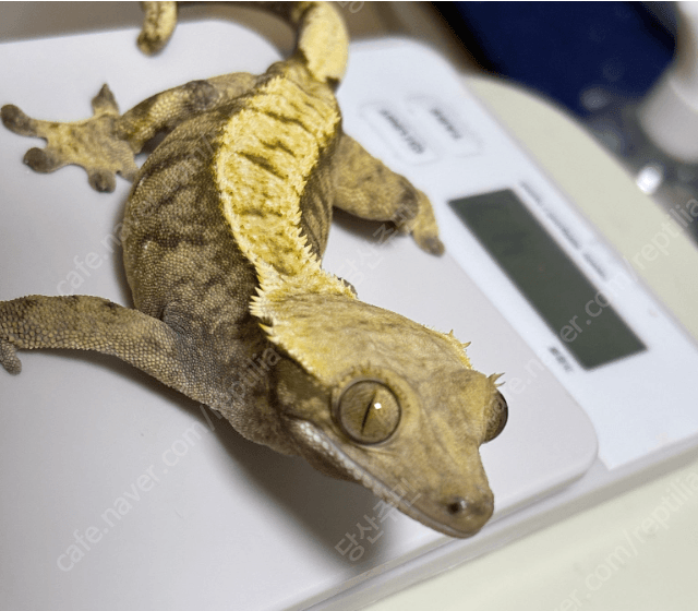 익스트림할리퀸