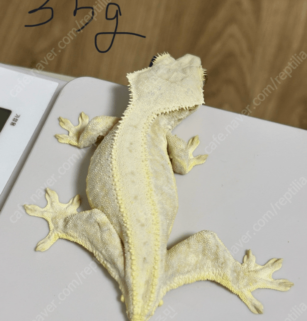 크림시클 릴리화이트