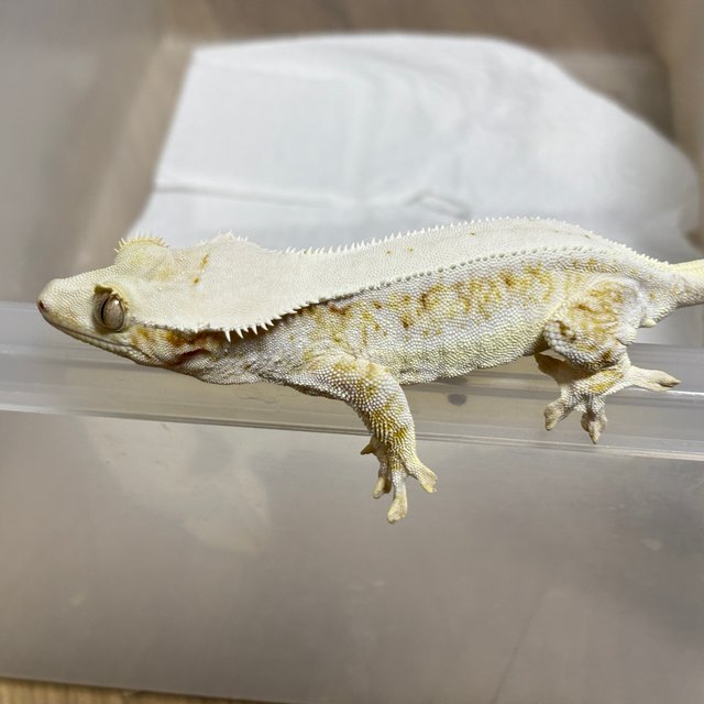 릴리화이트 레드