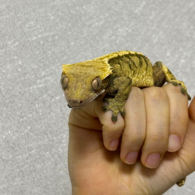 익스트림할리퀸 노멀 트라이 블랙 타이거