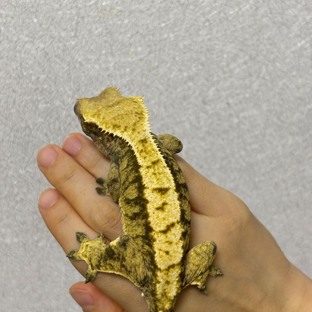 익스트림할리퀸 노멀 트라이 블랙 타이거