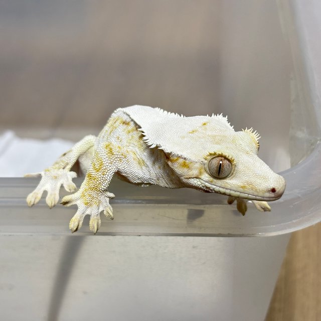 릴리화이트 레드