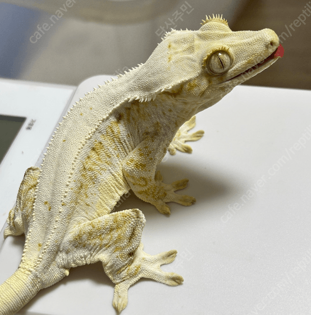 릴리화이트 레드