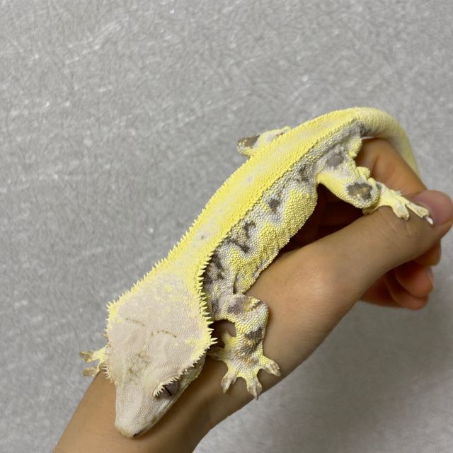 릴리화이트 풀핀