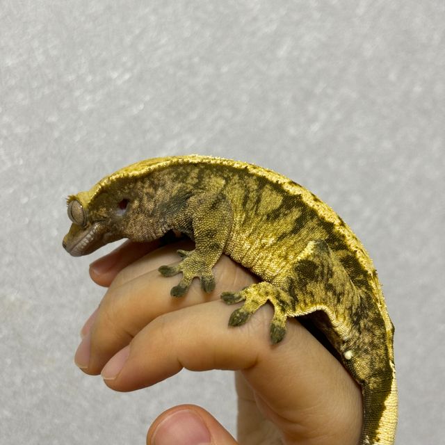 익스트림할리퀸 노멀 트라이 블랙 타이거