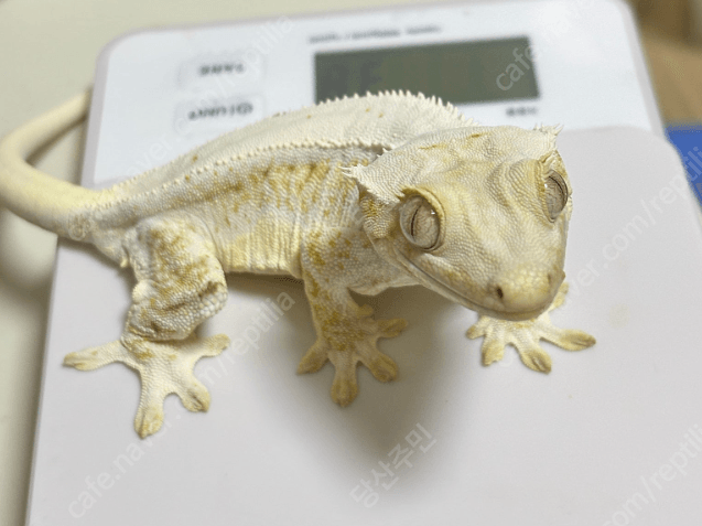 릴리화이트 레드