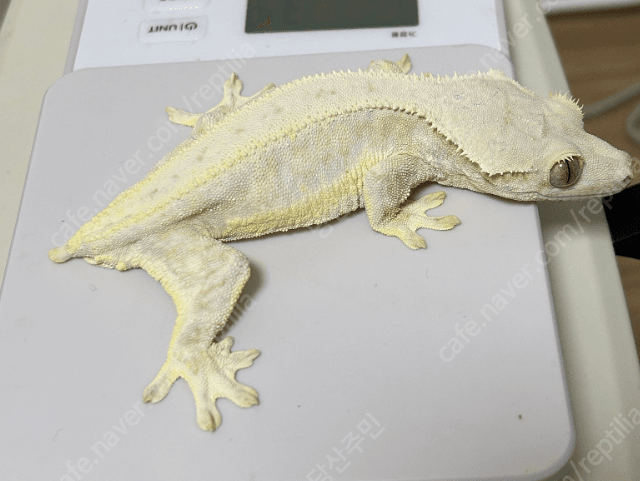 크림시클 릴리화이트