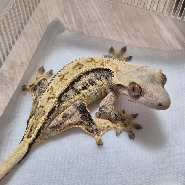 노멀 트라이 쿼드 화이트스팟