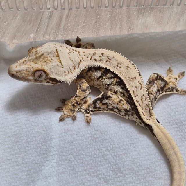 노멀 트라이 화이트스팟 풀핀 핀스트라이프 화이트