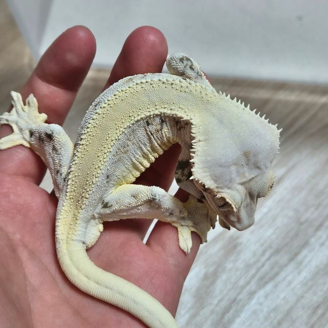 솔리드백 릴리화이트