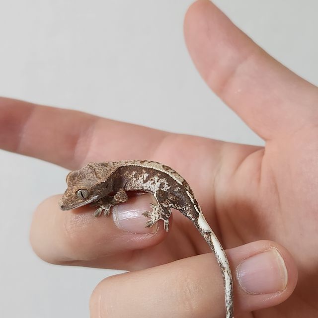 카푸치노 화이트스팟