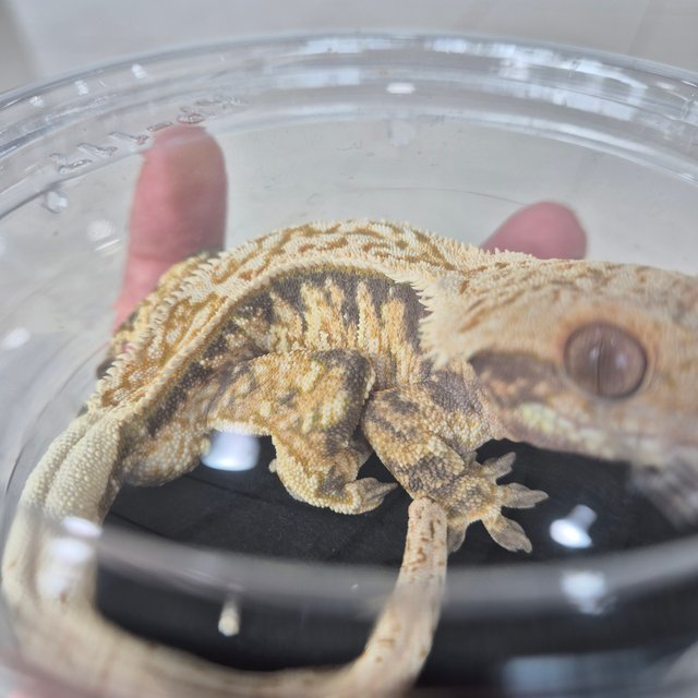 트라이 익스트림할리퀸 풀핀 핀스트라이프 로키