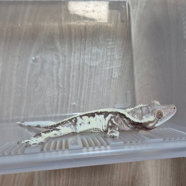 카푸치노 쿼드 풀핀 화이트스팟 화이트