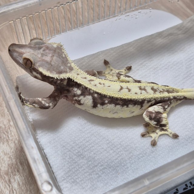 카푸치노 드리피 화이트스팟