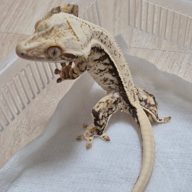 노멀 트라이 화이트스팟 풀핀 핀스트라이프 화이트