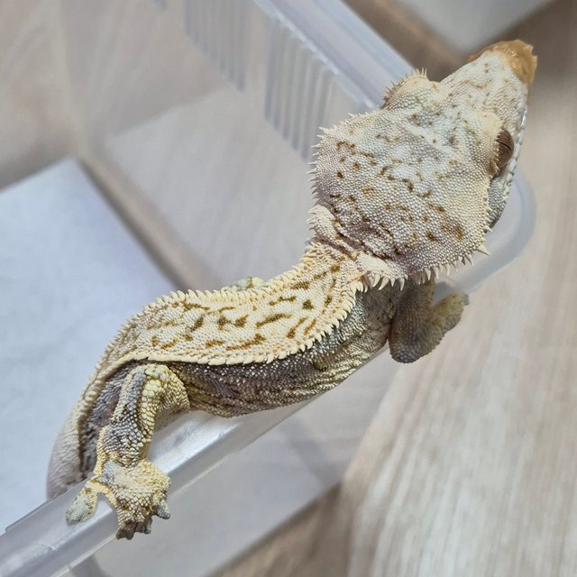 트라이 익스트림할리퀸 풀핀 핀스트라이프 로키