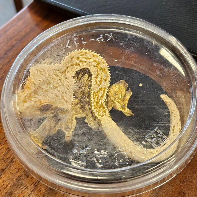 트라이 익스트림할리퀸 풀핀 핀스트라이프 로키