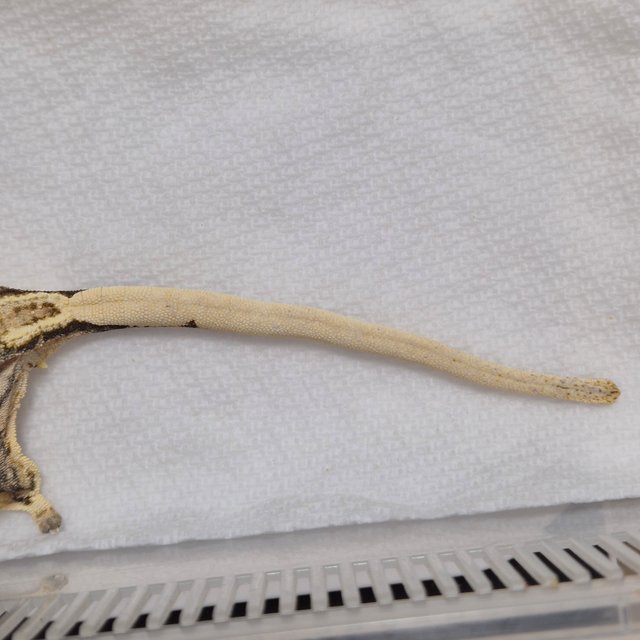 노멀 트라이 쿼드 화이트스팟