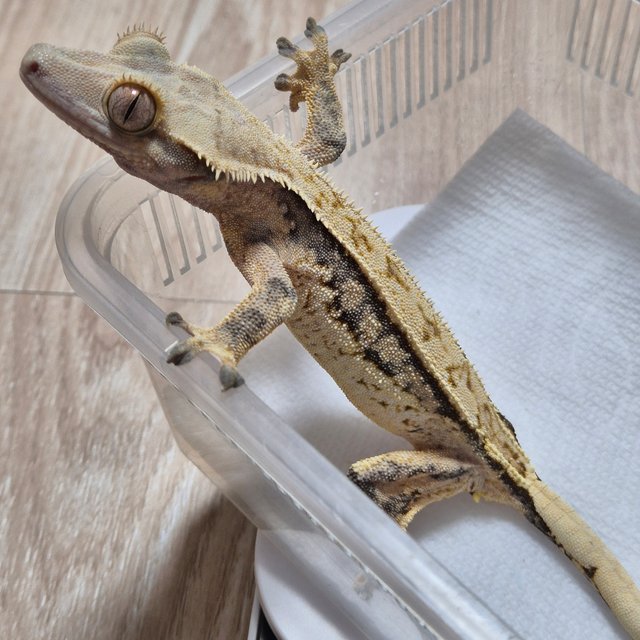 노멀 트라이 쿼드 화이트스팟