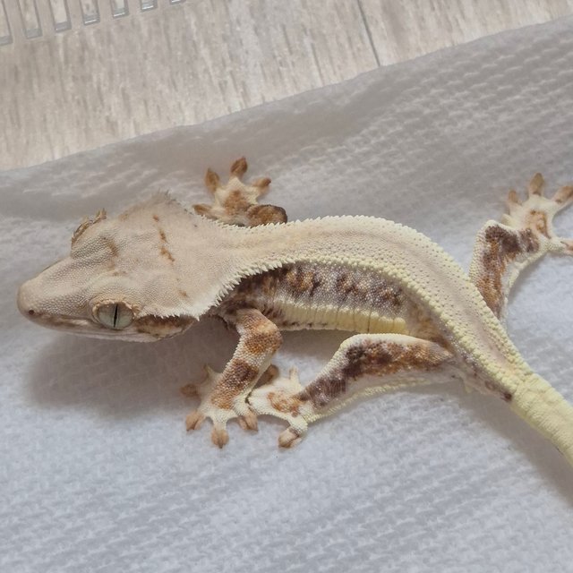 릴리화이트 쿼드