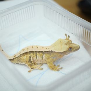 노멀 초초
