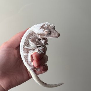 몽