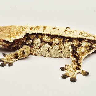 노멀 트라이 익스트림할리퀸