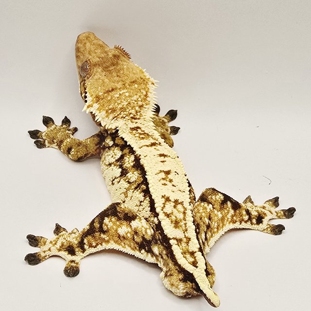 노멀 트라이 익스트림할리퀸